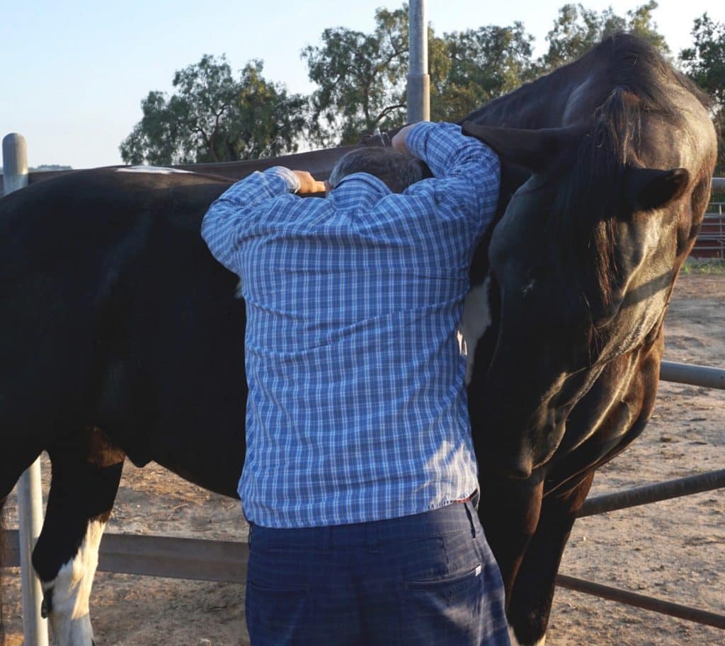 A man leans on his horse for support